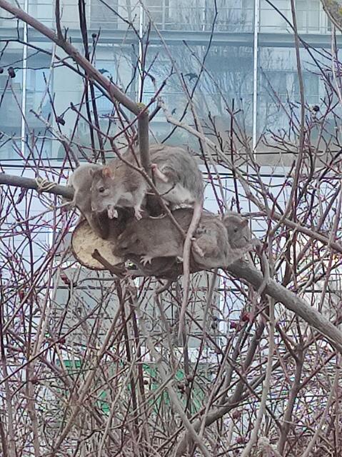 Eine Brigittenauerin schlägt wegen der zunehmenden Rattenpopulation am Handelskai Alarm. | Foto: Erna Neumüller