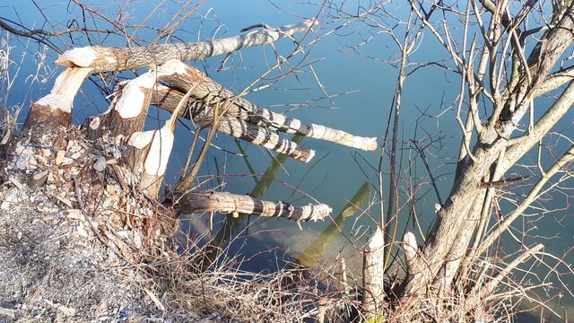 Gefällte Bäume an der Salzach.
Fotos: Josef Wind