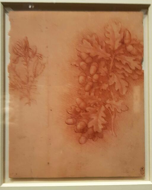 Leonardo: Eichenzweig