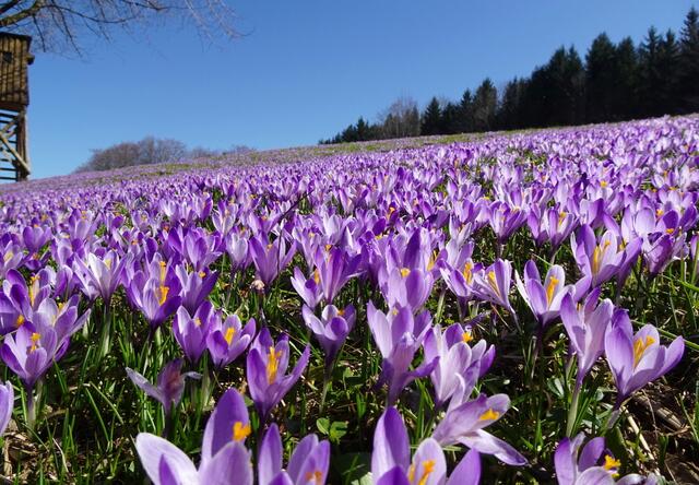 Die Krokuswiese in Gresten ist die größte in Niederösterreich.