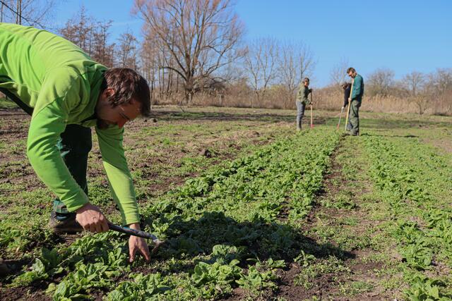 Eines der zentralen Konzepte des Neudlhofs ist die solidarische Landwirtschaft (SoLaWi). Anstatt ihre Produkte auf dem anonymen Markt zu verkaufen, setzen Florian und Franz auf eine direkte Partnerschaft mit den Menschen aus der Region. | Foto: Alejandra Ortiz