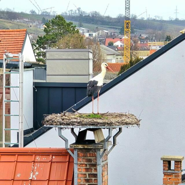Da staunten auch die Mitglieder der Freiwilligen Feuerwehr Neusiedl am See nicht schlecht, als sie Meister Adebar begrüßte. | Foto: Freiwillige Feuerwehr Neusiedl am See