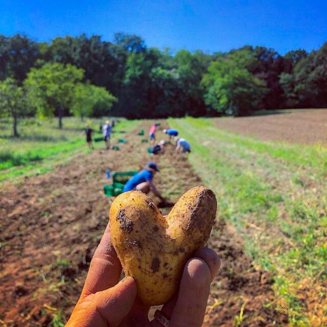 Die Ernteteilerinnen und Ernteteiler erhalten wöchentlich frische Produkte – von saisonalem Gemüse über Obst bis hin zu selbstgebackenem Brot.  | Foto: Neudlhof