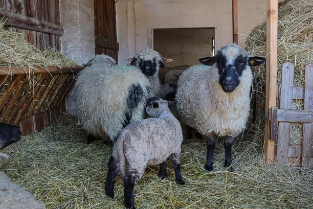 Foto: Alejandra Ortiz