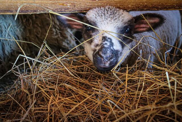 Der Weg zur Ernteteilnahme ist einfach: Wer sich für die Idee der solidarischen Landwirtschaft interessiert und von frischen, regionalen Produkten profitieren möchte, kann sich ganz einfach auf der Website des Neudlhofs anmelden. | Foto: Alejandra Ortiz