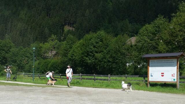 gewohntes Ortsbild - viele Hunde, teils ohne Leine | Foto: Tiroler Bergwacht - Einsatzstelle Stubai