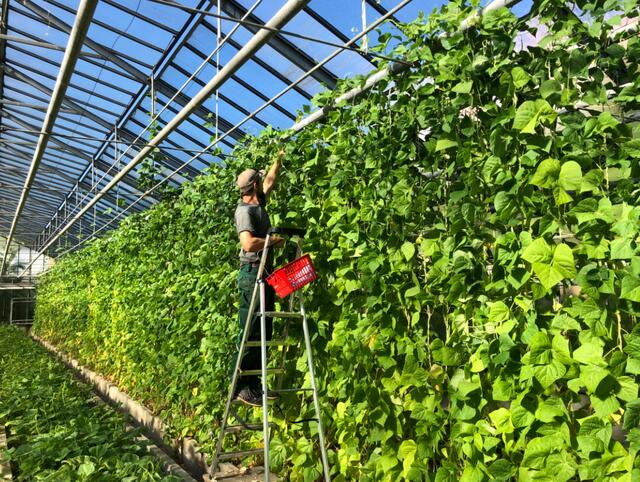 Franz hingegen wächst im Burgenland auf. Die Gärtnerei seiner Eltern, gegründet in den 1930er-Jahren, ist für ihn ein Ort, an dem Erinnerungen und Zukunft zusammenfinden. Als er sich entschloss, die stillgelegten Glashäuser seiner Familie wieder zu bewirtschaften, brachte er die Tradition zurück, aber mit einer modernen Vision. 
 | Foto: Neudlhof 