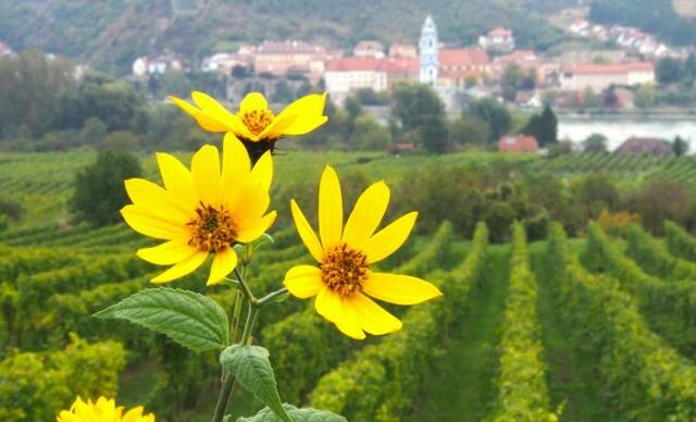 In einem seiner vorangegangenen Werke, zeigt Udo Sagl  die beeindruckende Schönheit der Wachau | Foto: Udo Sagl