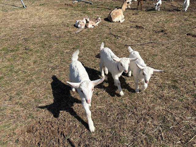 Drei schneeweiße Zicklein werden nun von Lisa per Hand mit der Flasche aufgezogen. | Foto: Lisa Köhler