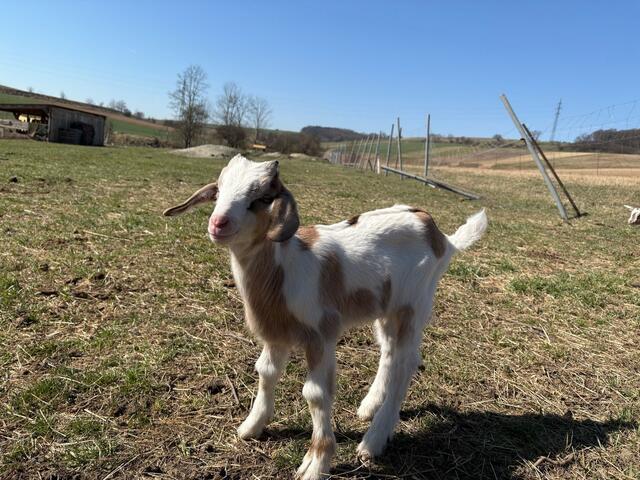 Nun wird fleißig die Welt erkundet, gehüpft, gespielt und neugierig alles kennengelernt. | Foto: Lisa Köhler