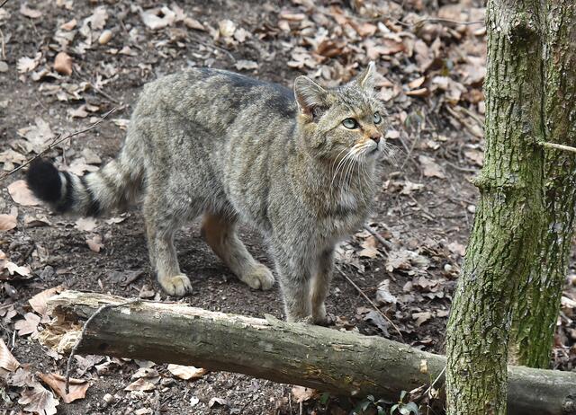 Wildkatze | Foto: Herbert Schleich