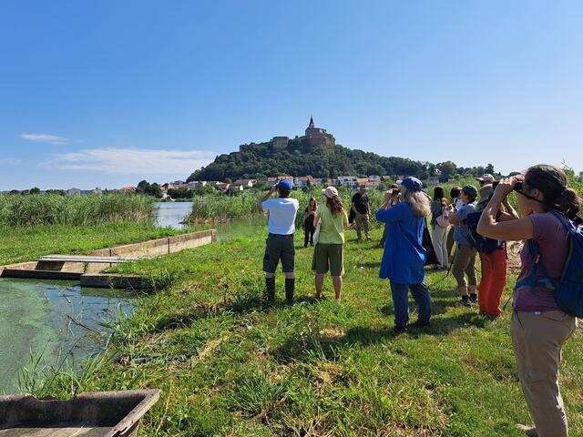 Der Ramsar-Verein bietet am 29. und 30. März drei geführte Frühlings-Exkursionen zur Erkundung der Vogelwelt an den Güssinger Teichen an. | Foto: Brigitte Gerger