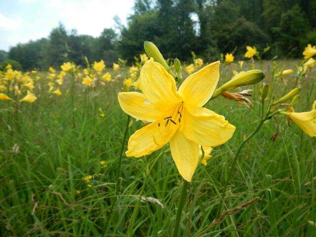Die Gelbe Taglilie blüht im Frühsommer auf den Teichwiesen. | Foto: S. Weiss