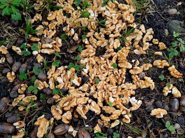 Walnüsse .... | Foto: H. Bachinger