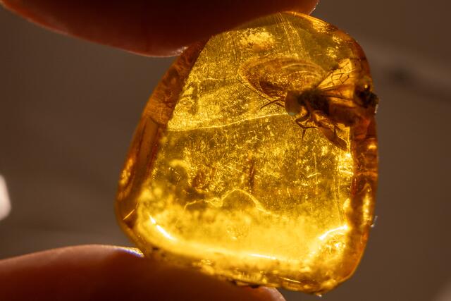 Eine Zeitreise durch die faszinierende Kultur der Bienenvölker steht heuer im Museum St. Veit am Programm– definitiv ein Highlight ist die 45 Millionen Jahre alte Biene.