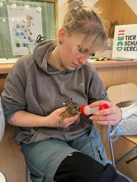 Hofleiterin Stephanie Lang füttert Hasenbaby  | Foto: OeTV