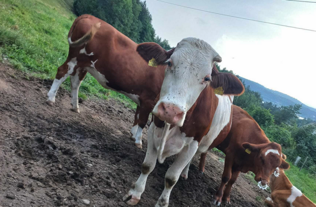 Die Preise für Steak, Burger und Co. schnellen in den Supermärkten in die Höhe. Auch der Rinderpreis hat sich verdoppelt. | Foto: MeinBezirk.at