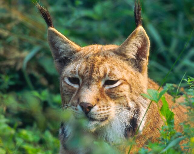 Wandern auf den Spuren des scheuen Räubers: Der scheue Luchs ist ins Ötscher-Gebiet zurückgekehrt. | Foto: Hans Glader/Forum für Naturfotografen