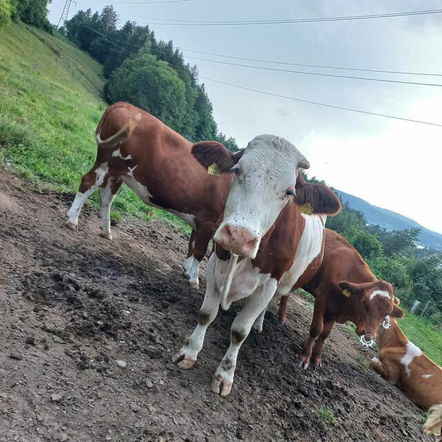 Die Preise für Rindfleisch steigen deutlich. Grund ist unter anderem der Rückgang bei der Rinderproduktion und der steigende Export. | Foto: MeinBezirk