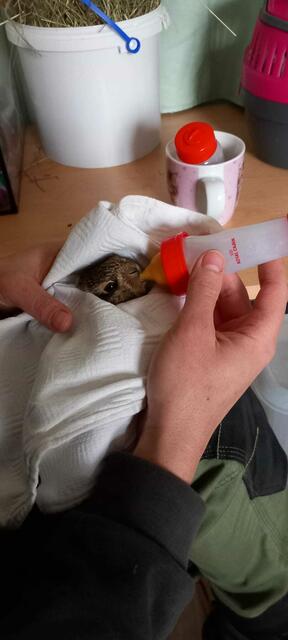 Flaschenfütterung Hasenbaby | Foto:  OeTV