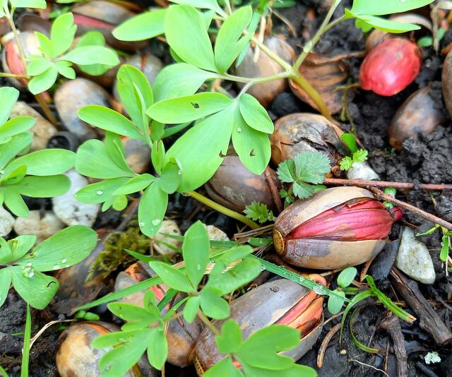 Rote Eicheln  | Foto: H. Bachinger