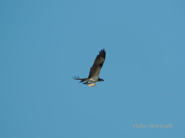 Seeadler (Bild) und Fischadler finden an den Teichen reichlich Beute. | Foto: Peter Horvath