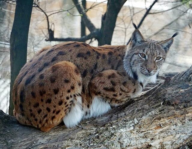 Wandern auf den Spuren des scheuen Räubers: Der scheue Luchs ist ins Ötscher-Gebiet zurückgekehrt. | Foto: KLaus Egger