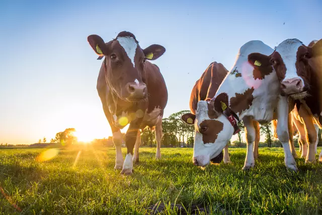 "Es ist besonders wichtig, die Impfung vor Beginn der Alm- und Weidesaison durchzuführen, um die Tiere entsprechend zu schützen" (Symbolfoto) | Foto: stock.adobe.com/at/Emil