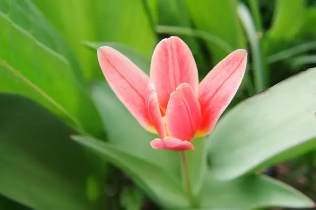 Tulpe Botanica 