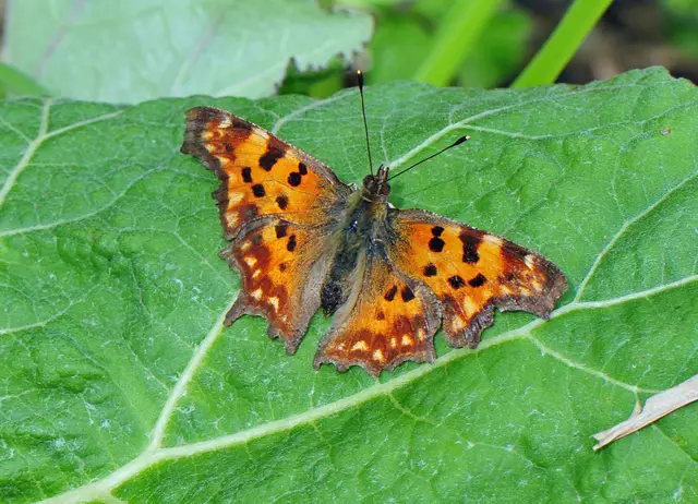 Polygonia c-album (C-Falter)