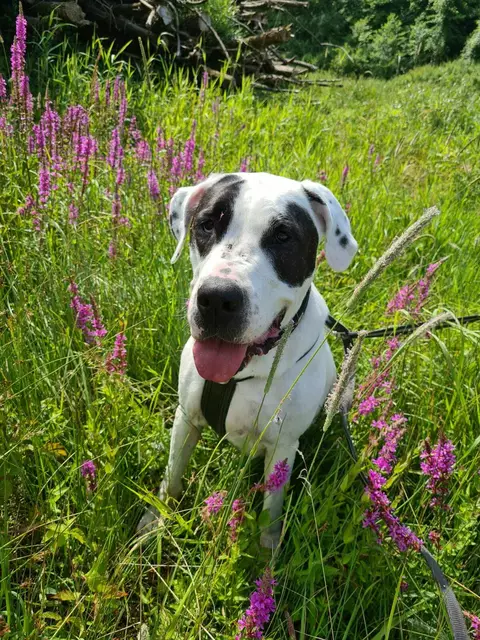 Lucy liebt Blümchen, am meisten aber ihren Menschen. | Foto: Arche Wels