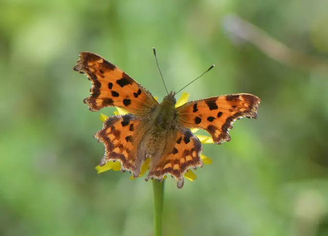 Polygonia c-album (C-Falter)