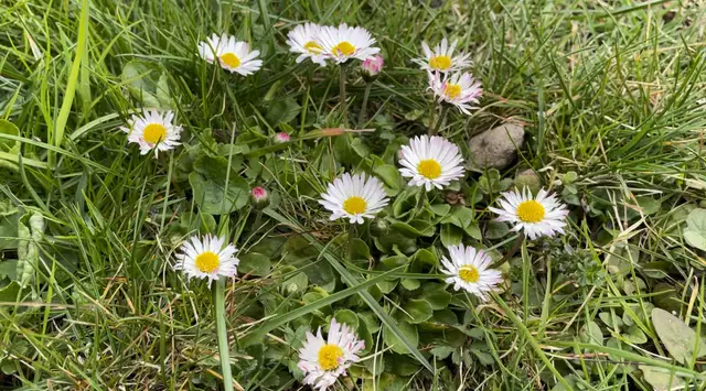 Tipp: Das Gänseblümchen kann beispielsweise den Juckreiz und Schmerz bei Mückenstichen lindern. Kinder können sich somit am Spielplatz ganz einfach selber helfen. | Foto: Julia Gerold