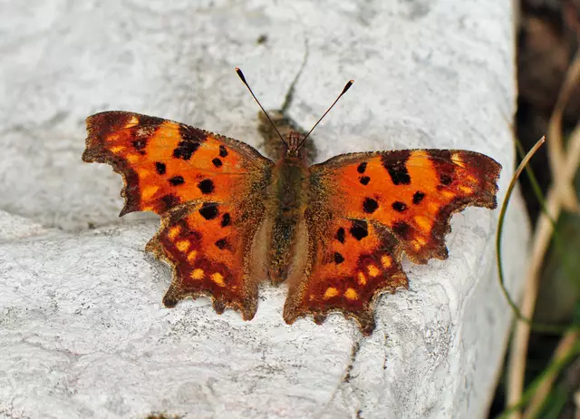 Polygonia c-album (C-Falter)