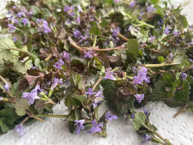 Die Gundelrebe enthält Gerbstoffe, Bitterstoffe und ätherische Öle. | Foto: Wieser