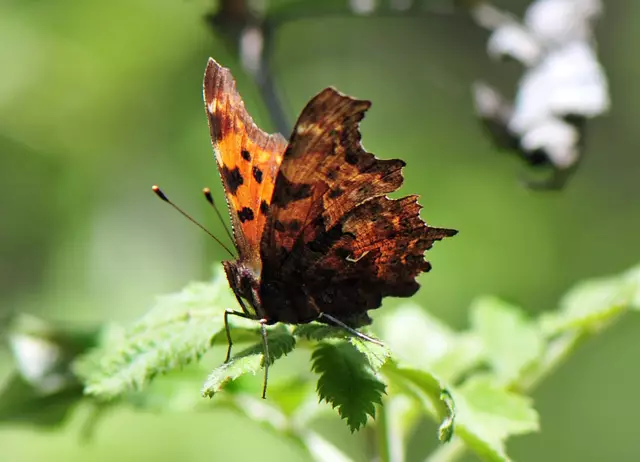Polygonia c-album (C-Falter)_Unterseite