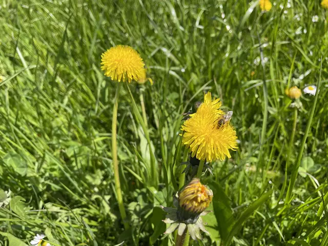 Den Löwenzahn kann man auch bald ernten. | Foto: Julia Gerold