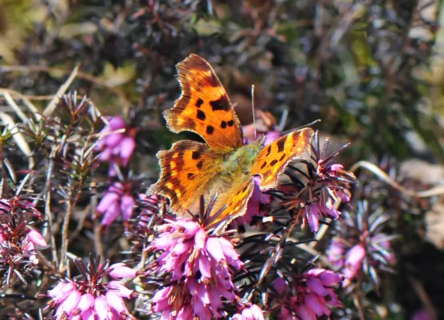 Polygonia c-album (C-Falter)