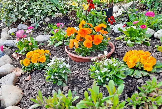 Hornveilchen, Bellis, Vergissmeinnnicht und Goldlack