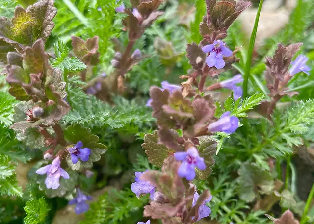 Die Gundelrebe. | Foto: Wieser