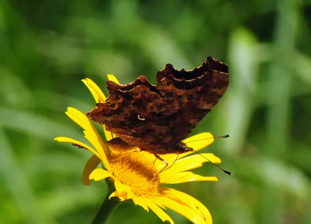 Polygonia c-album (C-Falter)_Unterseite