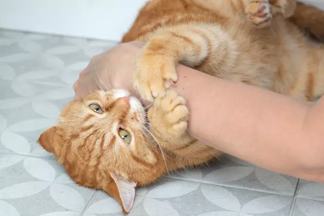 Ein Katzenbiss sollte unbedingt ernst genommen und schnell behandelt werden. | Foto: stock.adobe.com/Khorzhevska