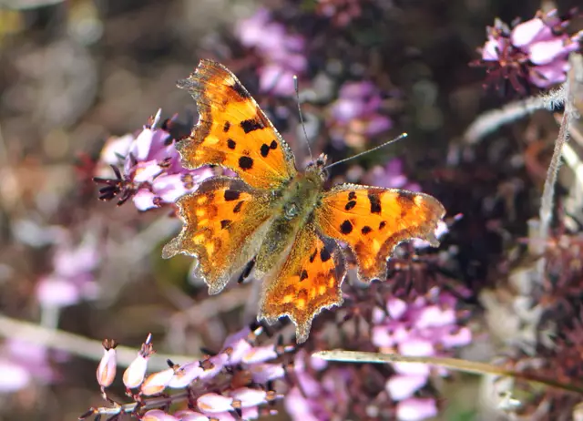 Polygonia c-album (C-Falter)
