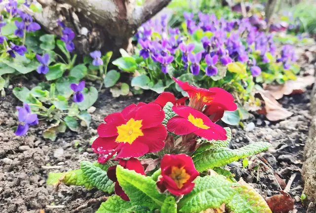 Primel, im Hintergrund Veilchen