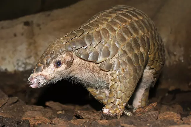 Das Schuppentier ist bald im Regenwaldhaus zu sehen. | Foto: Zoo Leipzig