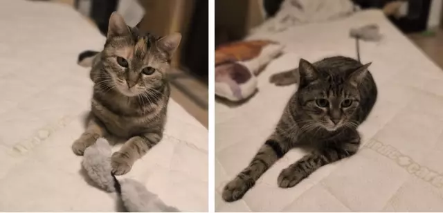 Susi und Angie suchen gemeinsam ein Zuhause. Sie werden von der Tierhilfe Felicita vermittelt. | Foto: Tierhilfe Felicita