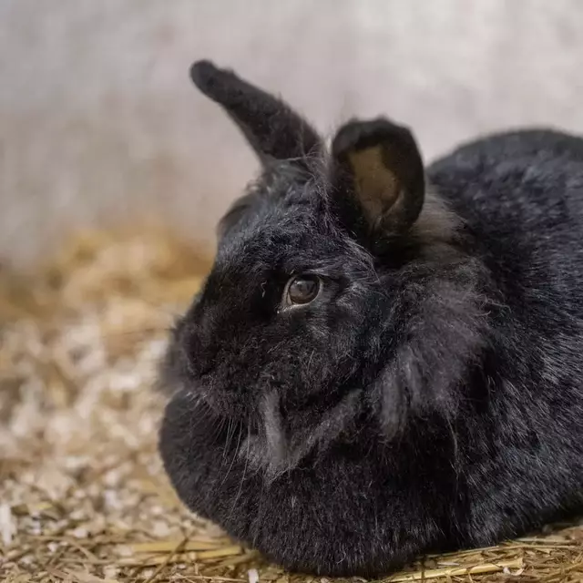 Diese Häschen freuen sich auf ein liebevolles Zuhause mit viel Platz zum Hoppeln. | Foto: Tierheim Pinzgau