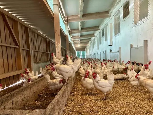 Die Hühner warten in der Früh, dass die Tore ins Freie geöffnet werden. | Foto: MeinBezirk