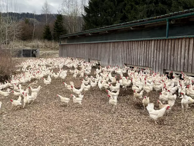 Bei Bio- und Freilandhaltung dürfen die Hühner nach draußen. So auch hier am Biobauernhof Freigaßner in Weißkirchen. | Foto: MeinBezirk