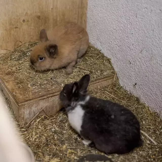Die Pflege von Kaninchen umfasst tägliche Aufgaben wie Fütterung, Gehegereinigung und Gesundheitskontrolle. Obwohl die Tiere selbst verhältnismäßig pflegeleicht sind, kann der Aufwand je nach Fellbeschaffenheit variieren. | Foto: Tierheim Pinzgau